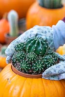 Woman wearing gloves to plant Echinopsis multiplex into hollowed out pumpkin