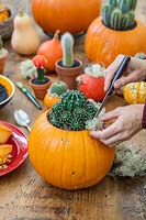 Woman using a kitchen knife to push lichen into place around cactus planted in hollowed out pumpkin