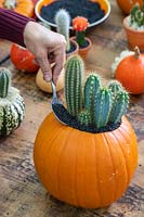 Woman adding black grit mulch around cacti planted in top of hollowed out pumpkin.