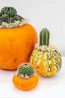 Pumpkins and squash planted with cacti and decorated with lichen