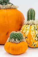 Pumpkins and squash planted with cacti and decorated with lichen