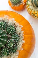 Pumpkin planted with cactus - Echinopsis multiplex and decorated with lichen