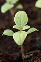 Antirrhinum majus 'Purple Twist' - Snapdragon  - young plants growing in compost 