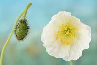 Papaver nudicaule - Icelandic or Arctic Poppy - flower and bud 