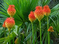 Kniphofia rooperi - Rooper's Red Hot Poker - in front of palm leaves 