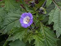 Nicandra physalodes