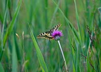 Papilio machaon ssp britannicus - Swallowtail Butterfly feeding on Cirsium dissectum - Meadow thistle