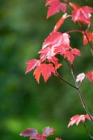 Acer rubrum 'Sun valley' - Red maple