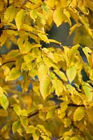 Betula alleghaniensis - Gray birch, Yellow birch