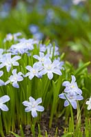 Clump of Chinodoxa luciliae - Glory of the Snow