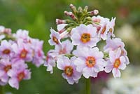 Primula japonica 'Apple Blossom' - Japanese primrose 'Apple Blossom'