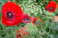 Ammi majus and Papaver rhoeas - Queen Anne's lace and Field Poppy 