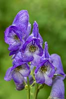 Aconitum carmichaelii Arendsii Group 'Arendsii' - Monk's hood 'Arendsii'