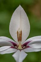 Gladiolus murieliae syn. Acidanthera peacock - Abyssinian Gladiolus