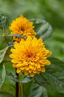 Helianthus 'Loddon Gold' - Perennial sunflower