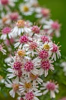 Symphyotrichum lateriflorum var. horizontale horizontal calico aster