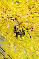 Gleditsia japonica - Japanese honey locust tree seed pods and foliage in autumn. 