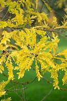 Gleditsia japonica - Japanese honey locust tree foliage in autumn. 