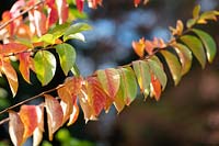 Lagerstroemia indica 'Sarah's Favorite' - Crape myrtle 'Sarah's Favorite' foliage in autumn. 