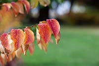Lagerstroemia indica 'Sarah's favorite' - Crape myrtle 'Sarah's favorite' foliage in autumn