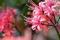 Nerine 'Miss eva godman'