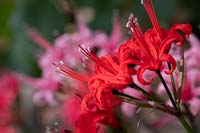 Nerine 'Nidia'