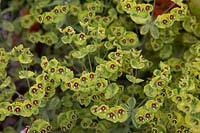 Euphorbia Ã— martini 'Ascot Rainbow' - Martin's spurge 'Ascot Rainbow'
 