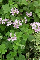 Pelargonium 'Attar of Roses'