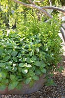 Garden mint in metal container. 