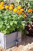 Lemon balm growing in stone container with Marigolds in the background. 