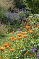 Garden Pond with Marigold, Salvia, Erysium, Nepeta