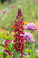 Lupinus 'The Pages'