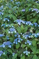 Hydrangea macrophylla 'Mariesii Perfecta' - Hydrangea 'Blue Wave'