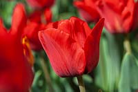 Tulipa 'Merry Go Round'