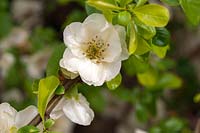 Chaenomeles speciosa 'Yukigoten' - Flowering quince 'Yukigoten'