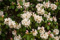 Rhododendron 'Maharani' 