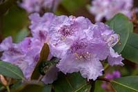 Rhododendron 'Susan'