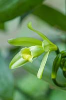 Vanilla planifolia - Flat-leaved vanilla orchid