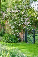 Rosa 'Belvedere' and 'Strawberry Hill'