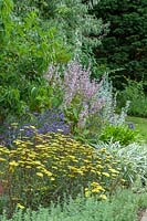 Border with Achillea 'Moonshine', Salvia sclarea var. turkestanica and lavender. 