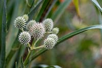 Eryngium yuccifolium - Button Snakeroot 