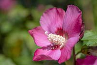 Hibiscus syriacus 'Woodbridge' - Rose of Sharon