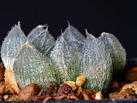 Haworthia venusta hybrid