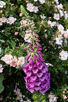 Foxglove against Rosa 'Open Arms' in the long border 