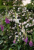 Rosa 'Open Arms' in the long border 