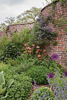 A potato tree 'Glasnevin' climbs up a serpentine or crinkle crankle wall with Iris 'Indian Chief', allium and nepeta flowering in the mixed border