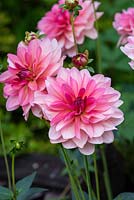 Dahlia 'Twiggy' - Two-tone pink waterlily-shaped dahlia 