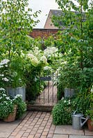 Pots of roses with bacopa and silver birches flank gate, leading into a white themed garden planted with white Hydrangea arborescens 'Annabelle', shasta daisies and Fuchsia 'Hawkshead'.