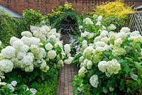 Brick path, edged in box hedges, leads to an arbour, edged in white Hydrangea arborescens 'Annabelle' and Fuchsia 'Hawkshead'.