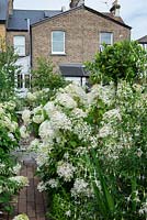 View up garden through white hydrangeas 'Annabelle' and 'Hawkshead' hardy fuchsias, towards Victorian terraced house.